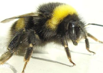 Qui est la femelle du bourdon ?