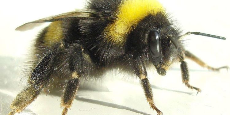 Qui est la femelle du bourdon ?