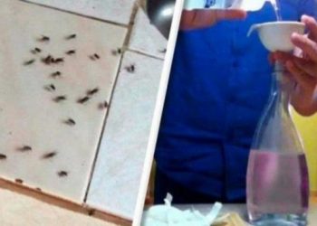 Quel odeur fait fuir les mouches ?