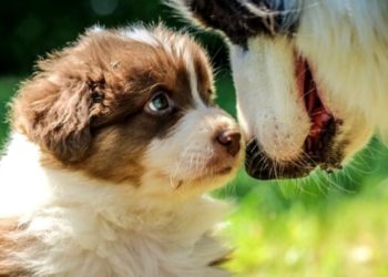 Comment bien choisir un berger australien ?