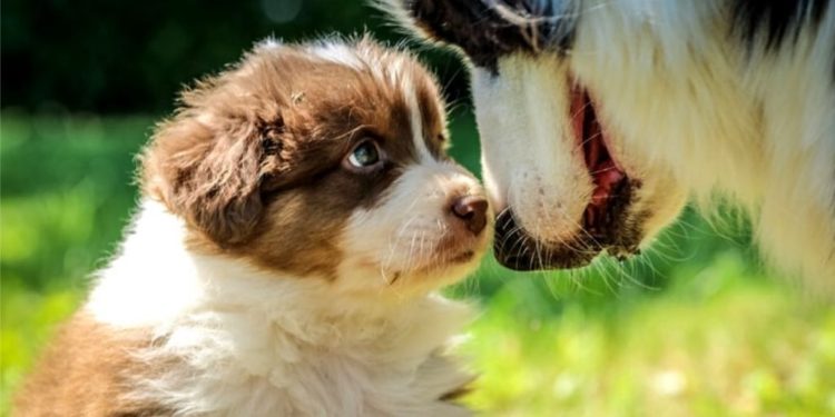 Comment bien choisir un berger australien ?