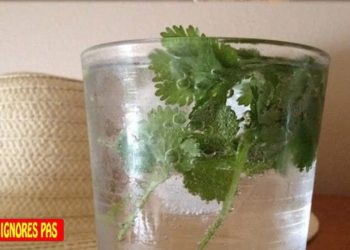 Comment nettoyer les reins rapidement ?