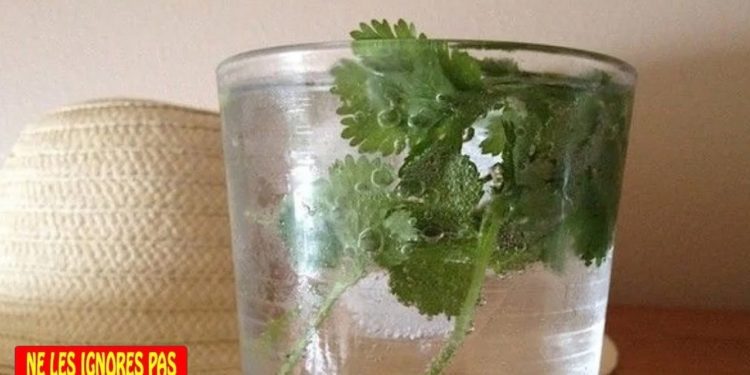 Comment nettoyer les reins rapidement ?