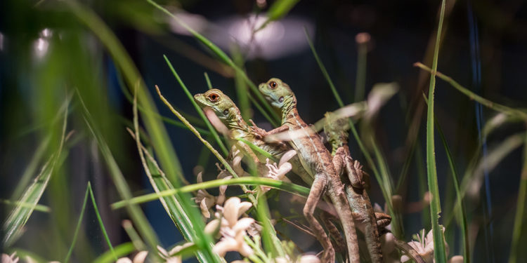 Quel est l'animal le plus facile à élever ?