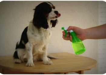 Quel produit naturel contre les tiques ?