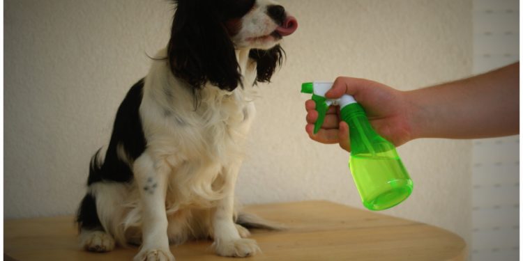 Quel produit naturel contre les tiques ?