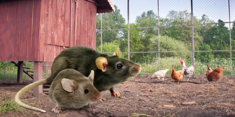 Où se cache un rat dans une maison ?