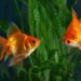 Quelle est la durée de vie d'un poisson combattant ?