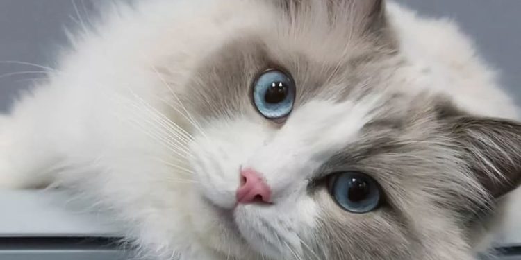 Quel est le chat le moins affectueux ?