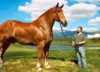 Quel est le cheval le plus ?