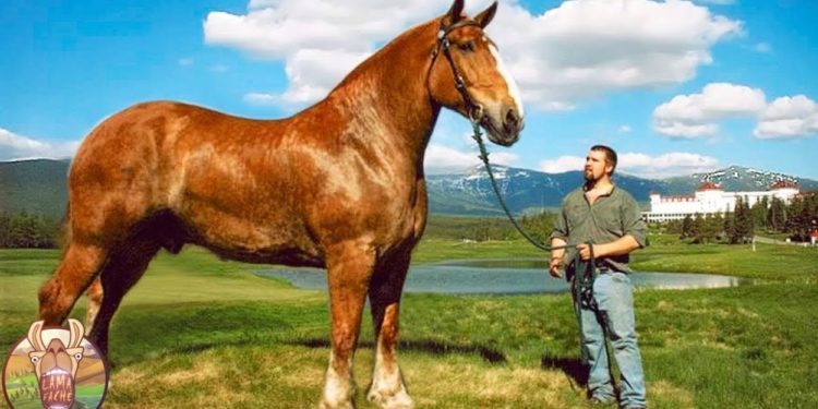 Quel est le cheval le plus ?