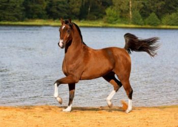 Quels sont les chevaux les plus beaux ?