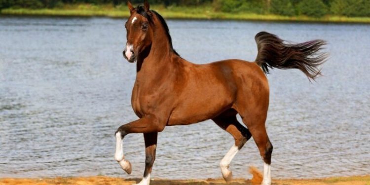 Quels sont les chevaux les plus beaux ?