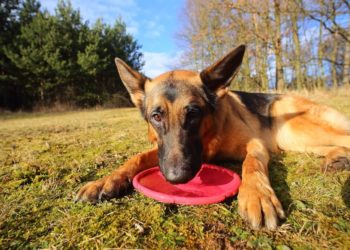Quel chien de berger pour famille ?