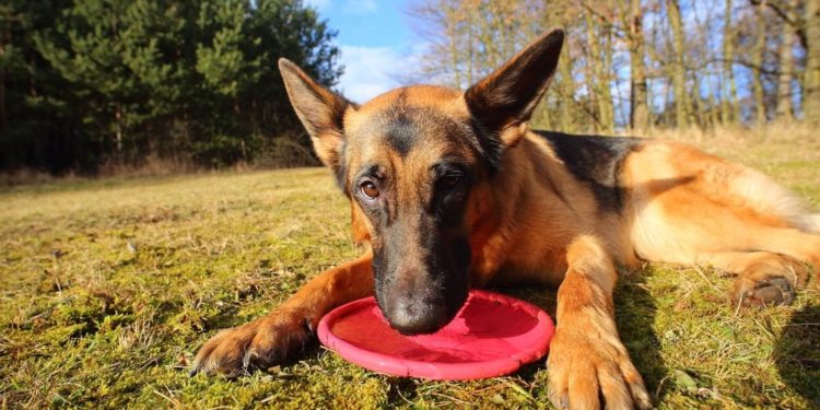 Quel chien de berger pour famille ?