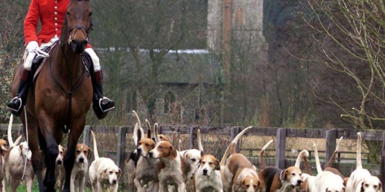 Pourquoi interdire la chasse à courre ?