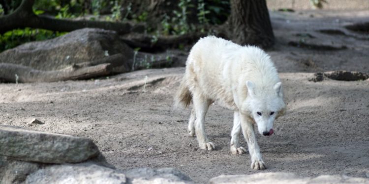 Quel chien ressemble au staff ?
