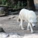 Quel chien ressemble au staff ?