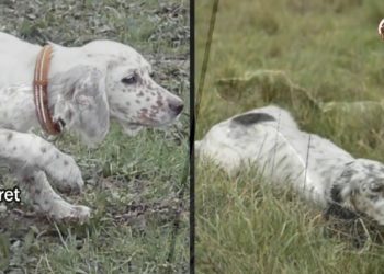 Quel est le meilleur chien d'arrêt ?