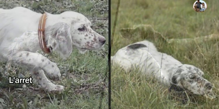 Quel est le meilleur chien d'arrêt ?