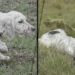 Quel est le meilleur chien d'arrêt ?