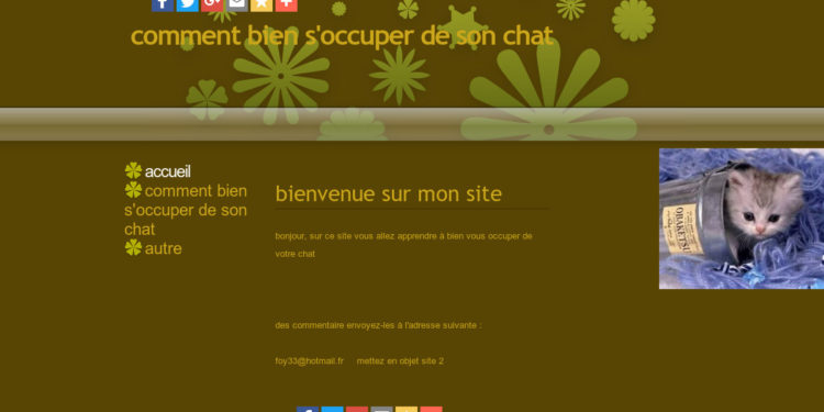 Comment bien s'occuper de son cocker ?