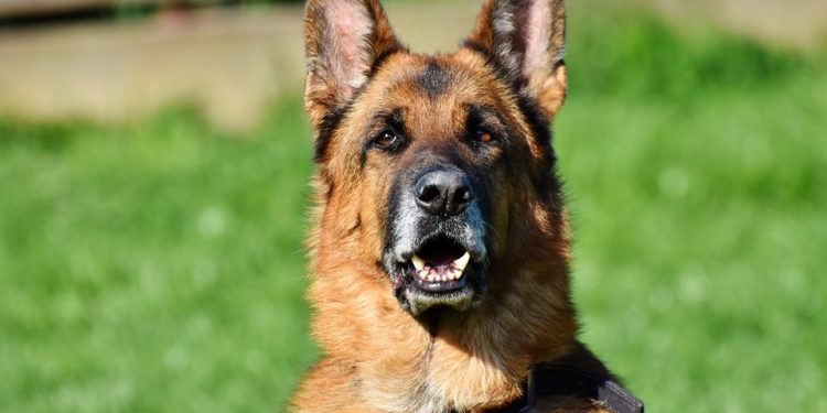 Quelle race de chien pour garder la maison ?