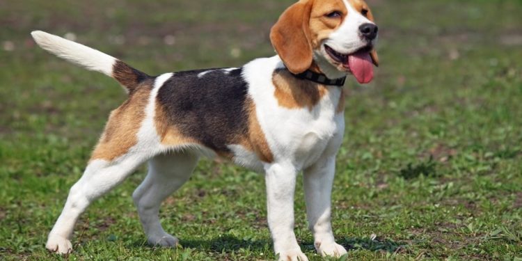 Quel est le chien idéal pour une famille ?