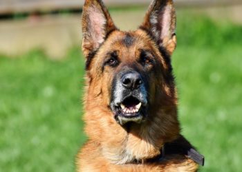 Quelle race de chien pour garder la maison ?