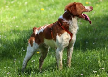 Quelle race de chien pour chasser le lièvre ?