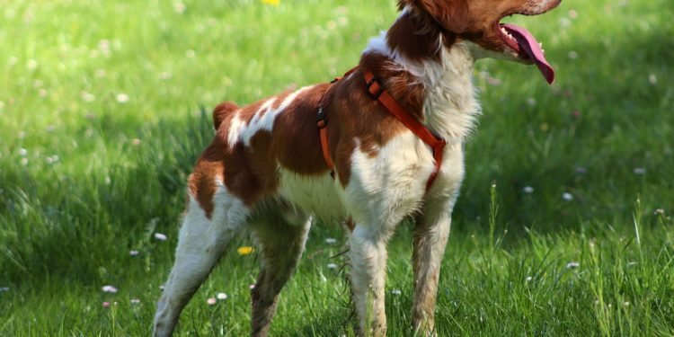 Quelle race de chien pour chasser le lièvre ?