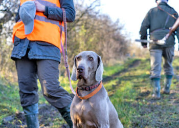 Comment choisir la race de son chien de chasse ?