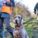 Comment choisir la race de son chien de chasse ?
