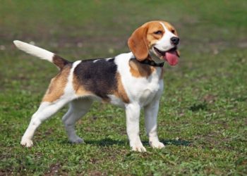 Quel est le chien idéal pour une famille ?