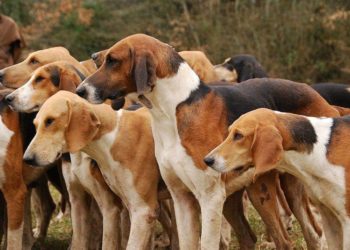 Comment s'appelle les chiens de meute ?