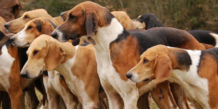 Comment s'appelle les chiens de meute ?