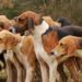 Comment s'appelle les chiens de meute ?