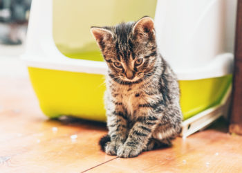 Quelle huile pour un chat constipé ?