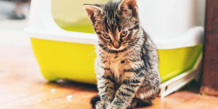 Quelle huile pour un chat constipé ?