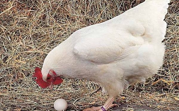 Quel poule pond le plus d'œuf ?