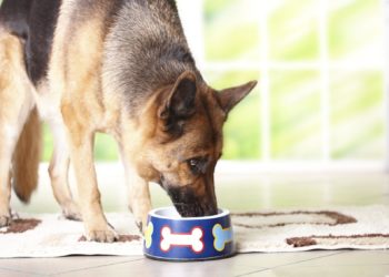 Comment nourrir un chien de 1 an ?
