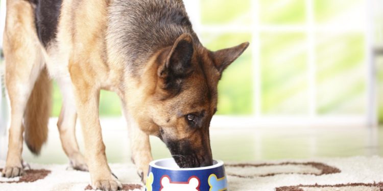 Comment nourrir un chien de 1 an ?