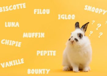 Quand séparer lapin mâle et femelle ?