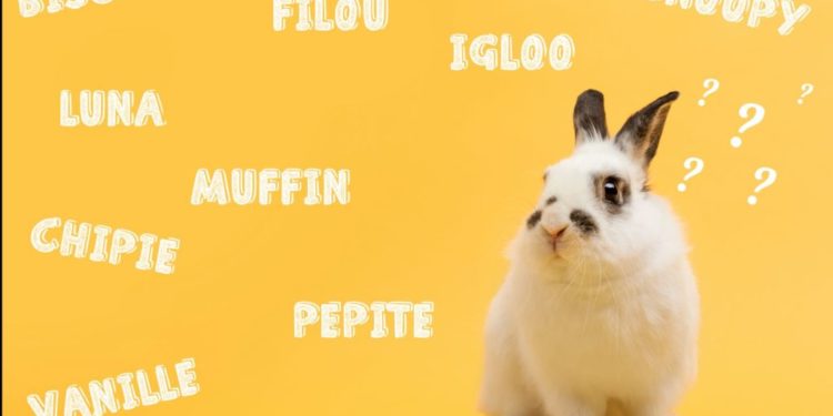 Quand séparer lapin mâle et femelle ?
