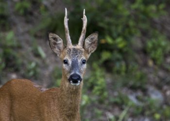 Où dort un chevreuil ?