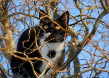 Comment faire pour appeler un chat ?