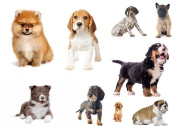 Quelles sont les races de chiens de moins de 5 kg ?