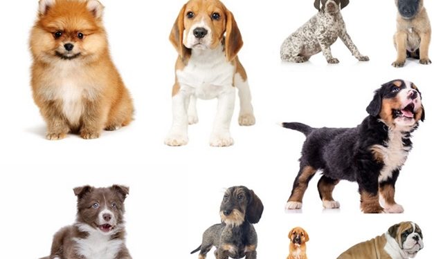Quelles sont les races de chiens de moins de 5 kg ?