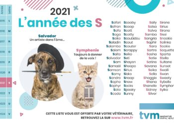 Quel prénom pour un chien ?