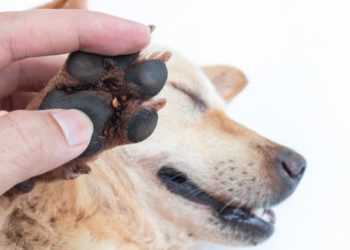 Comment éloigner les tiques de mon chien ?